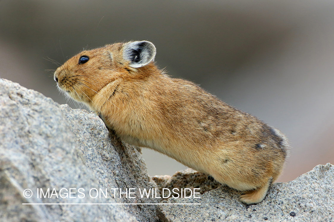 Pika on rock.