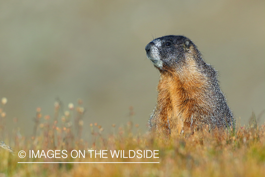 Yellow-bellied marmot in habitat.