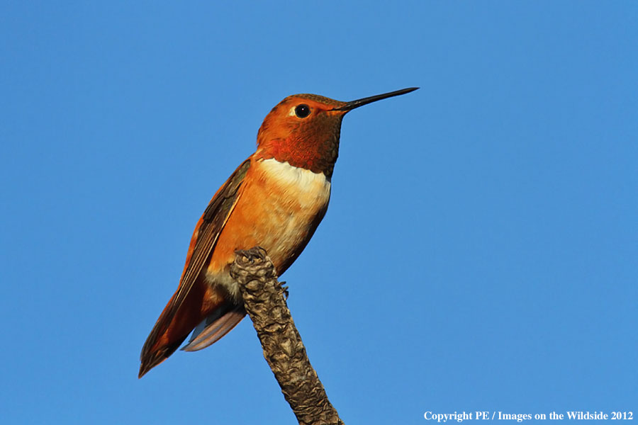 Rufous hummingbird in habitat.