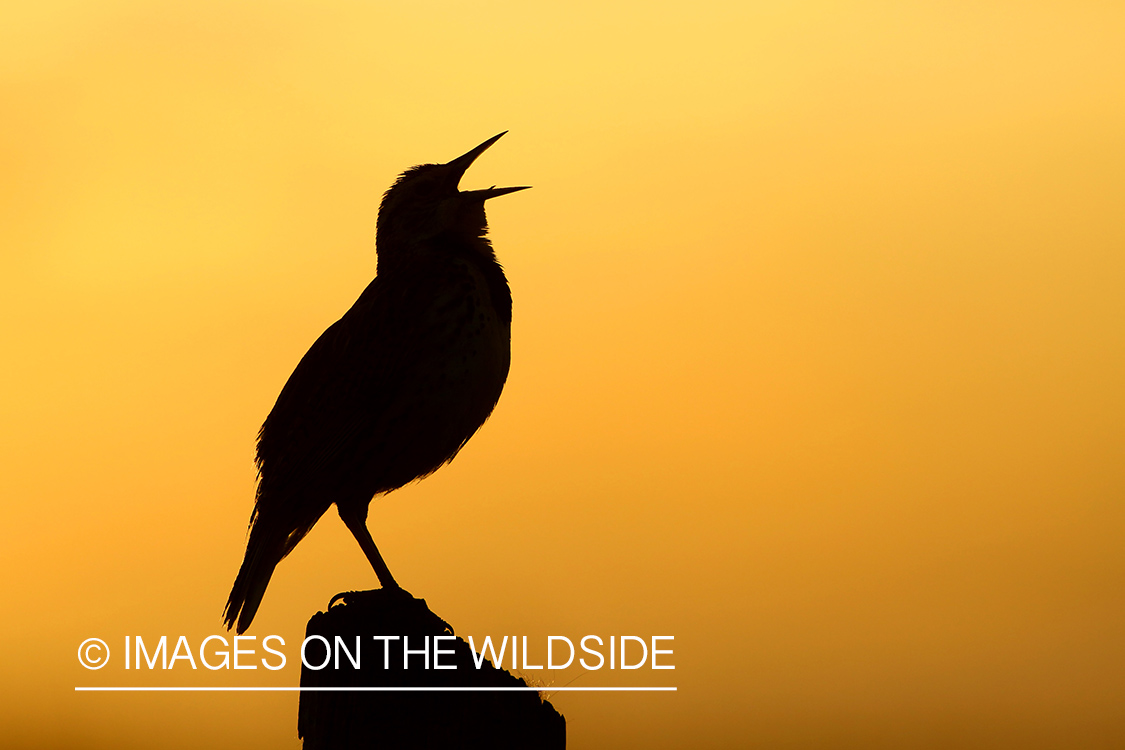 Western Meadowlark singing while perched on fence post. 