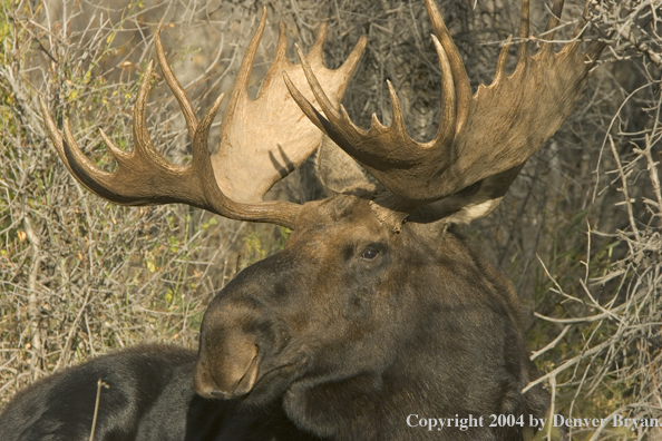 Shiras bull moose bedded down.