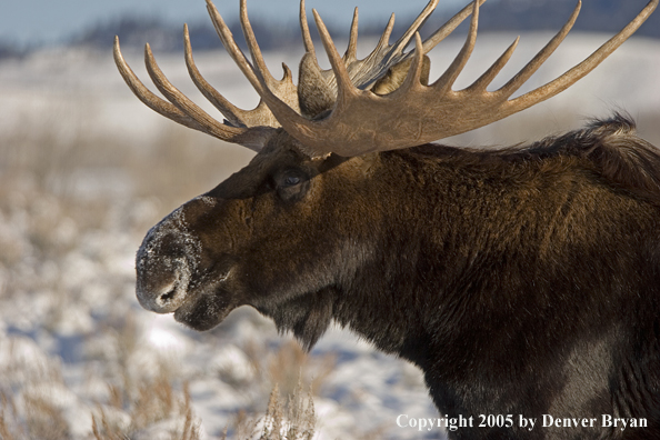 Shiras bull moose in habitat.