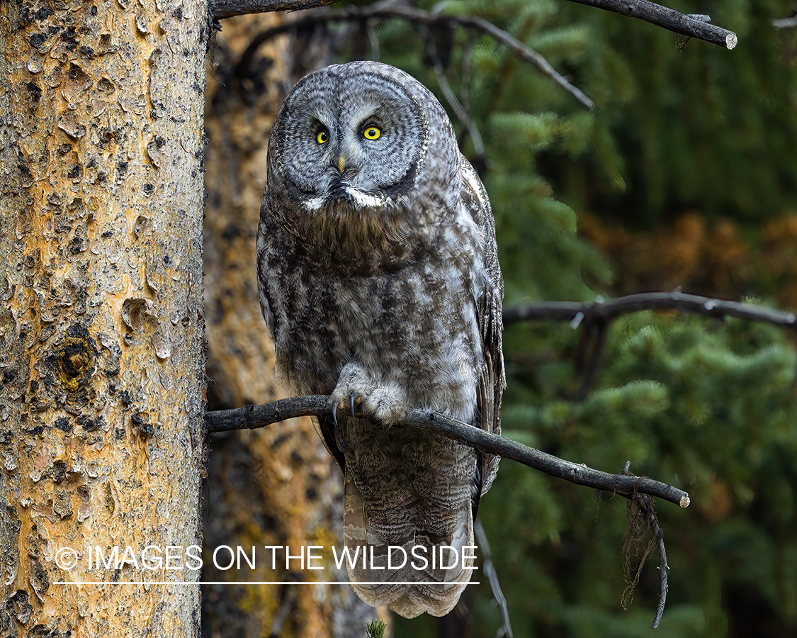 Great Grey Owl in habitat.