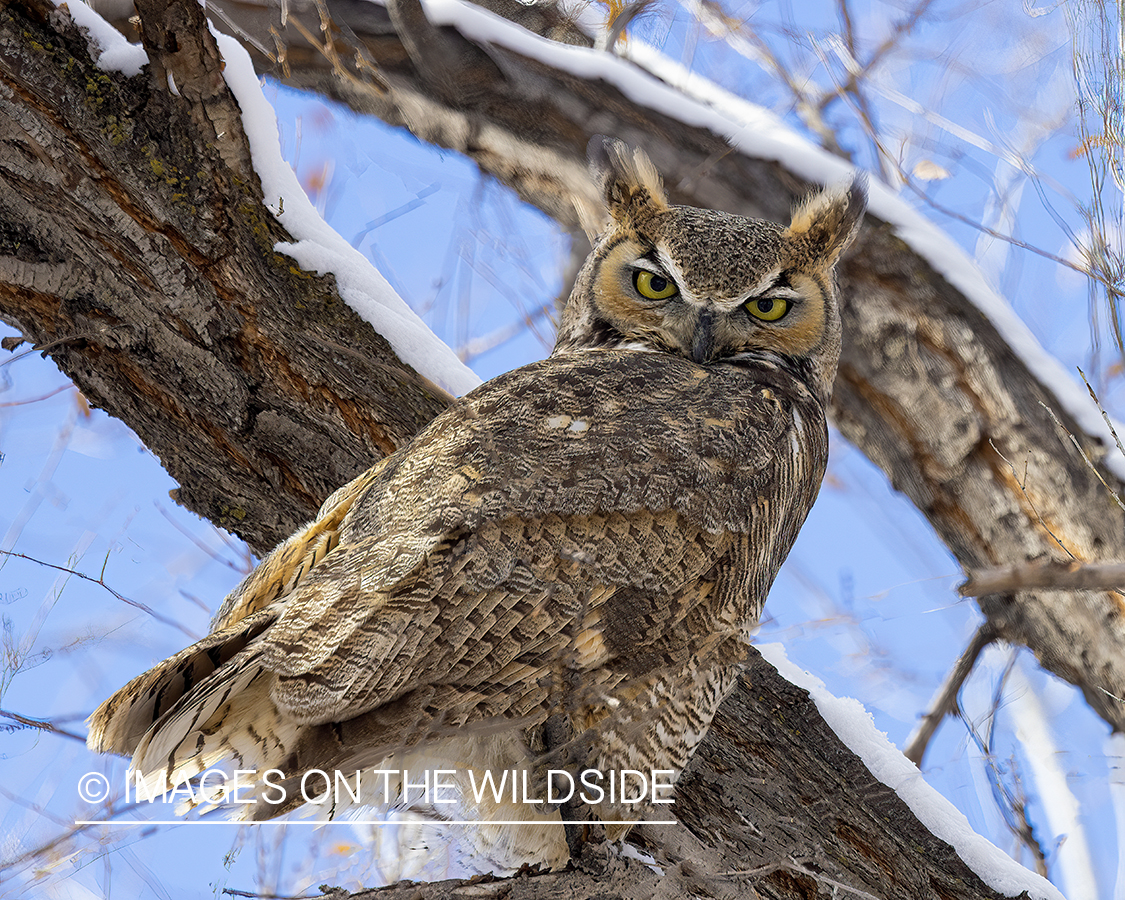 Great Horned Owl