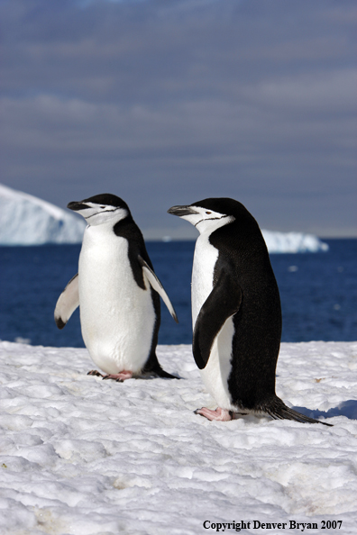 Chinstrap penguin in habitat