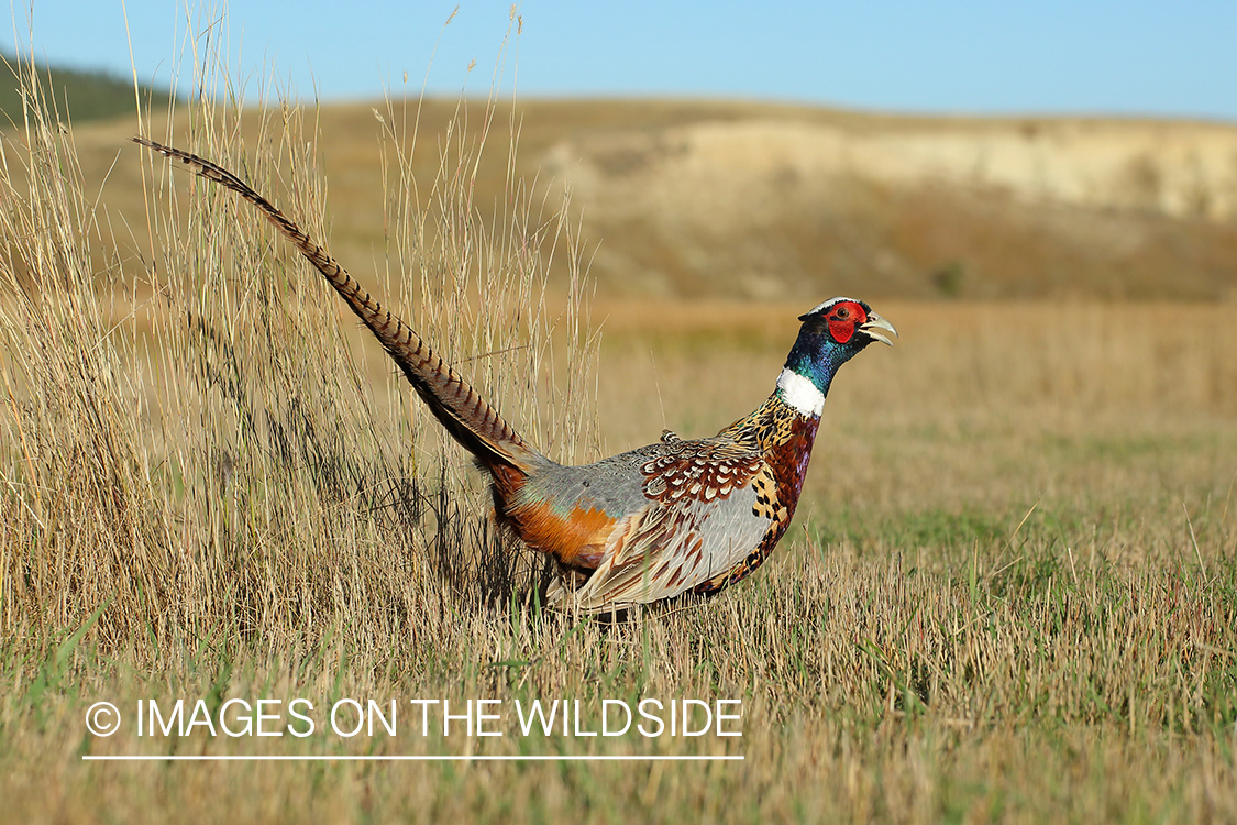 Ring-necked pheasant in habitat.