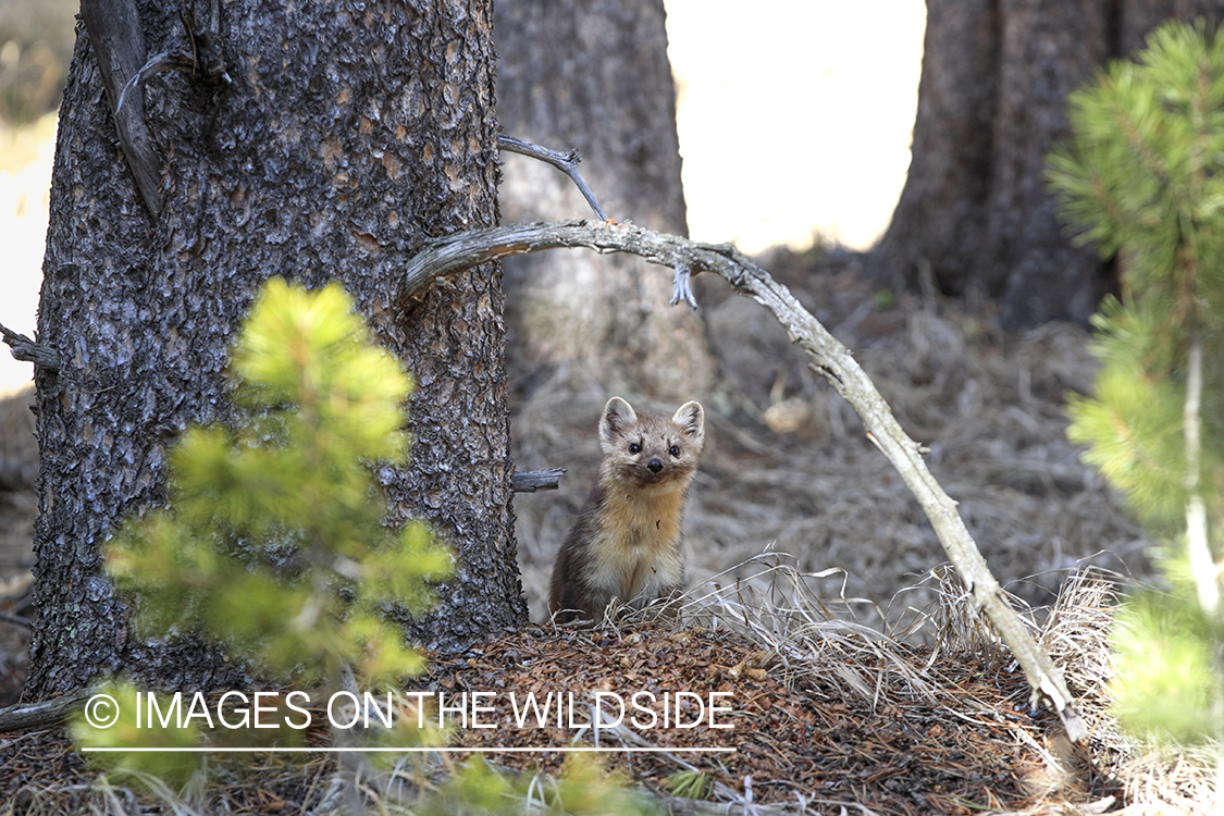 American Pine Marten in habitat.