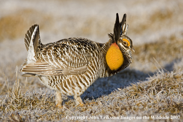 Greater Prairie Chicken in habitat.