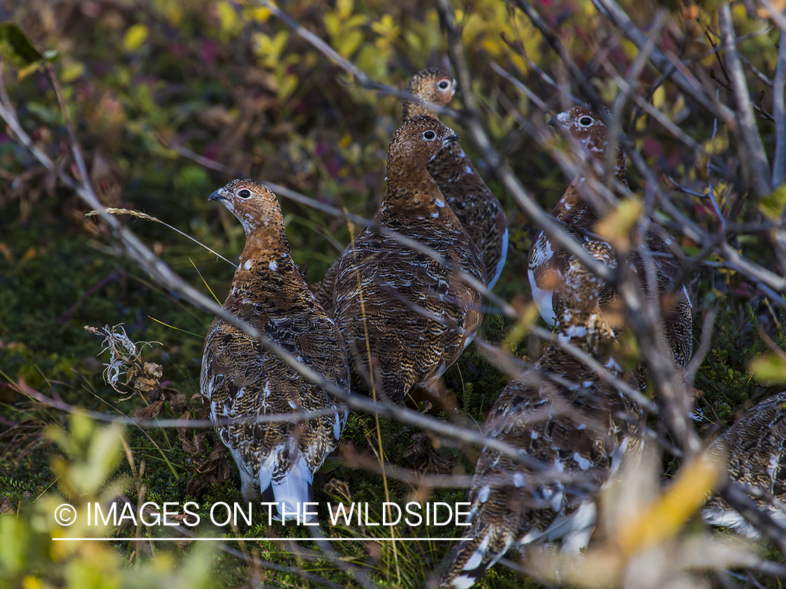 Willow ptarmigans in habitat.