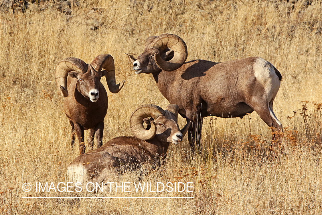 Group of Rocky Mountain Bighorn rams in field.