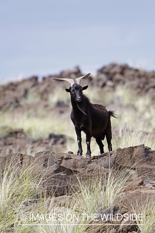 Hawaiian feral goat in habitat.