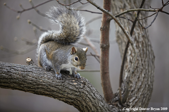 Gray squirrel in habitat.