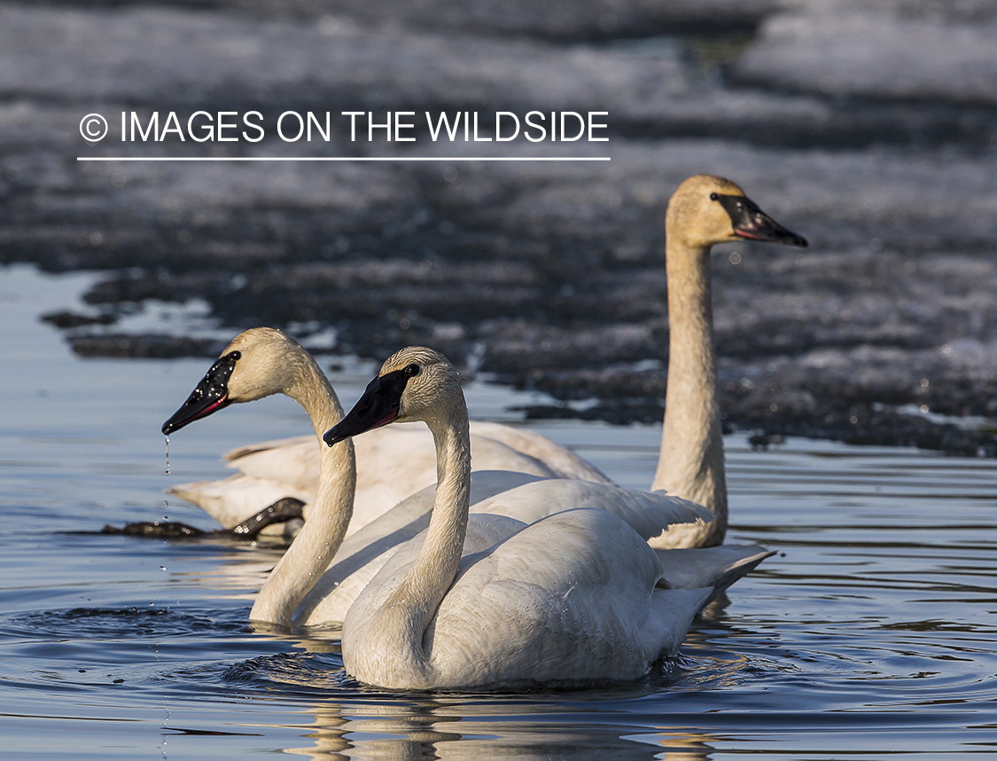 Trumpeter Swans in habitat. 