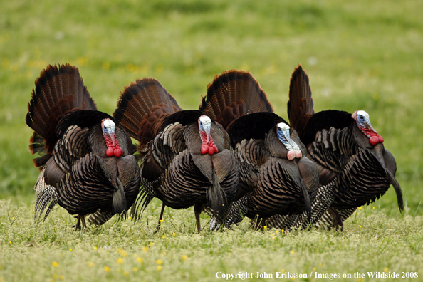 Eastern Wild Turkey