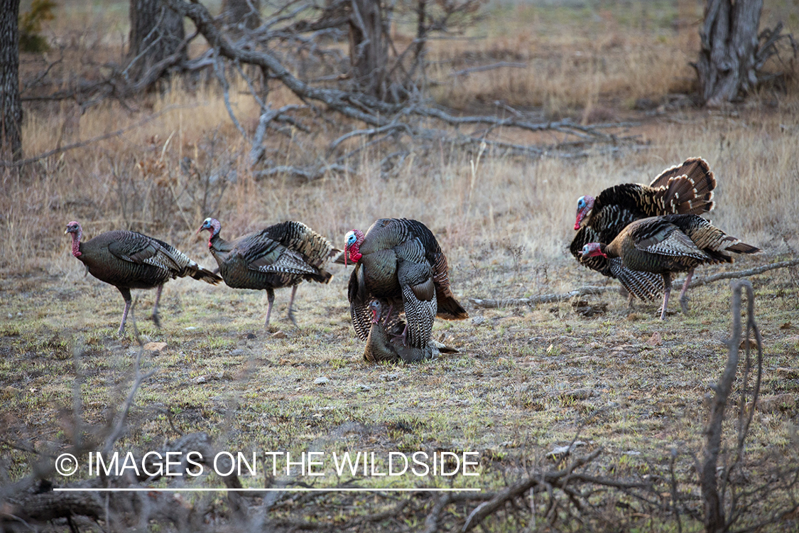 Rio Grande Turkeys mating in habitat.