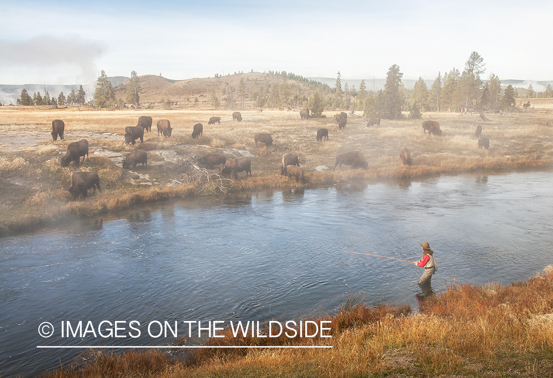 Woman flyfishing with bison in background.