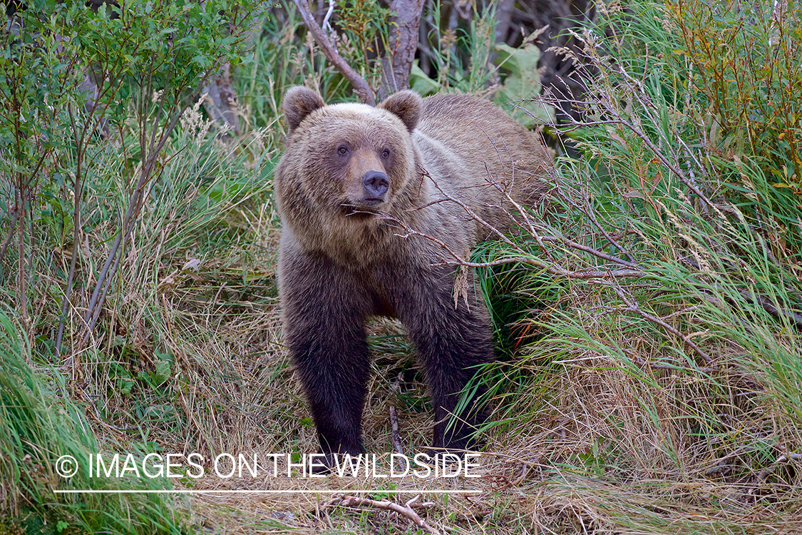 Brown Bear in habitat.