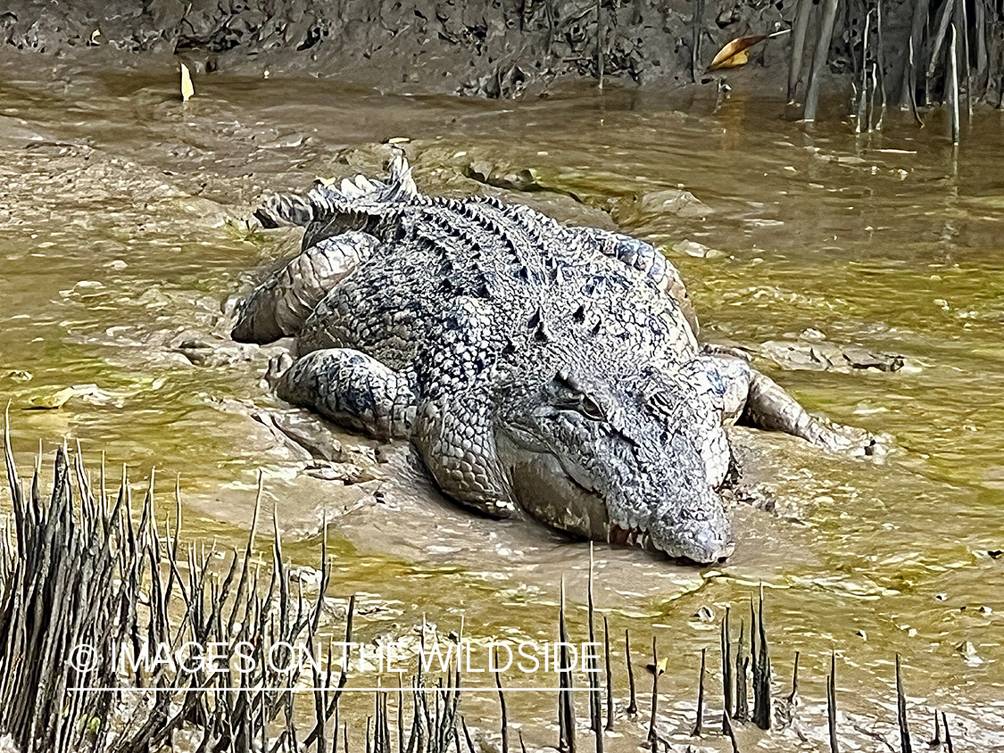 Saltwater croc in Australia.