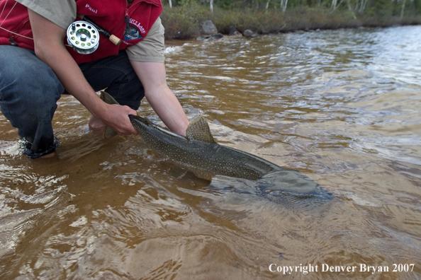 Flyfisherman releasing lake trout (close-up of trout).