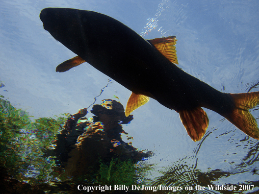 Underwater trout with flyfisherman above                               