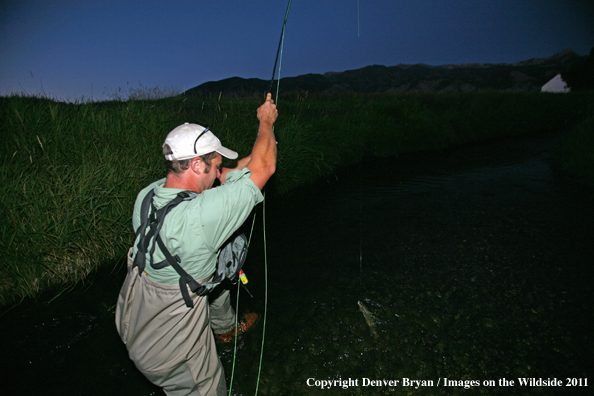 Flyfisherman landing Brown Trout