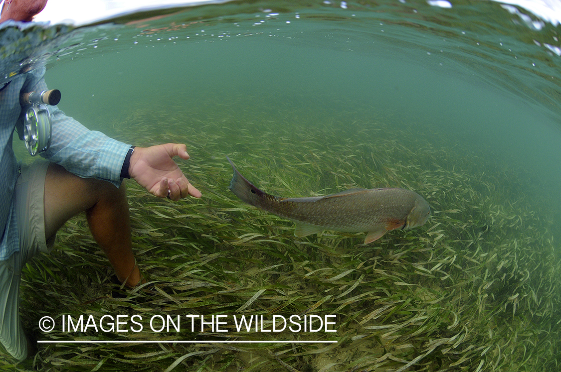 Flyfisherman releasing redfish.