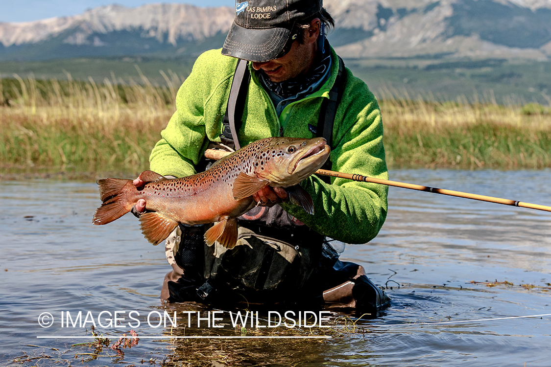 Flyfisherman releasing brown trout.