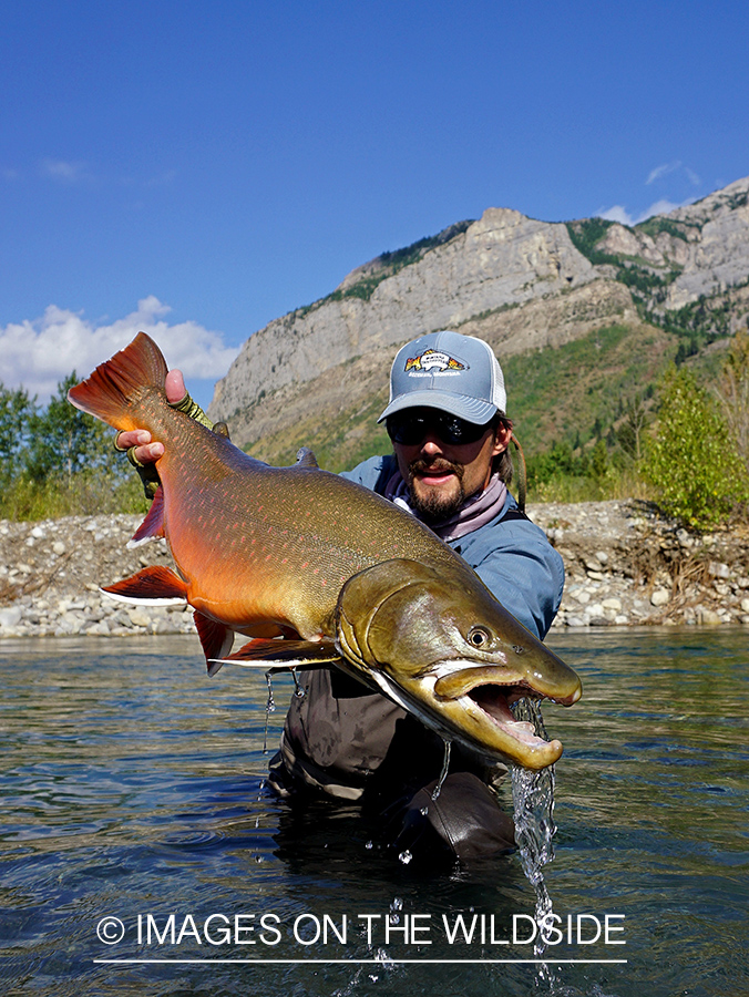 Flyfisherman releasing bull trout.