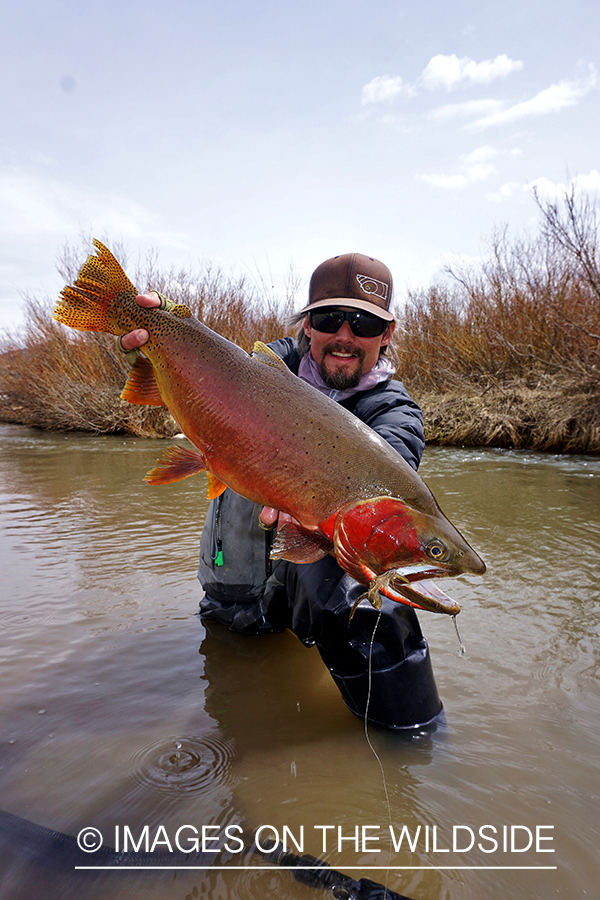 Flyfisherman releasing Cutthroat Trout.