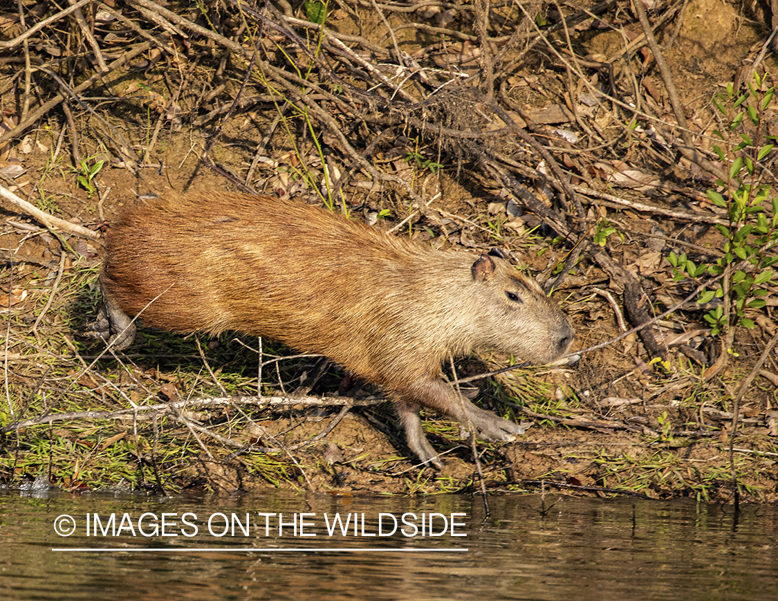 Capybara along Amazon river banks in Venezuela.