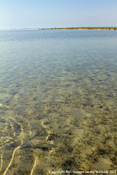 Bonefish in habitat. 