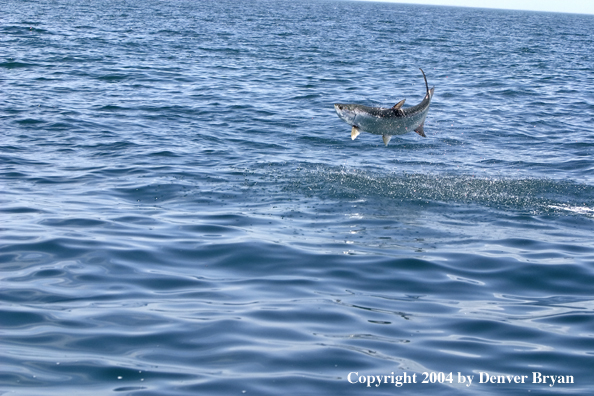 Tarpon jumping/fighting