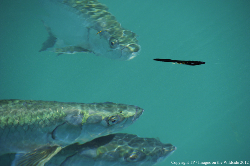 Tarpon chasing fly. 