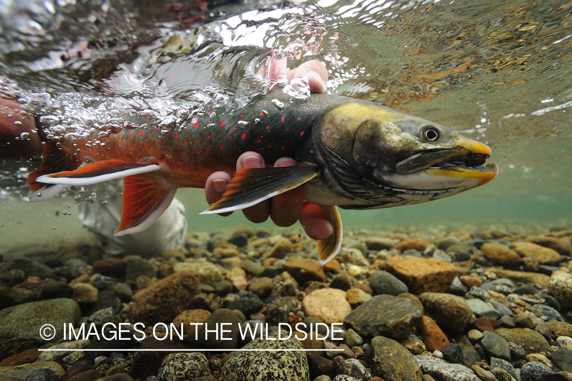 Fisherman releasing an Artic Char.