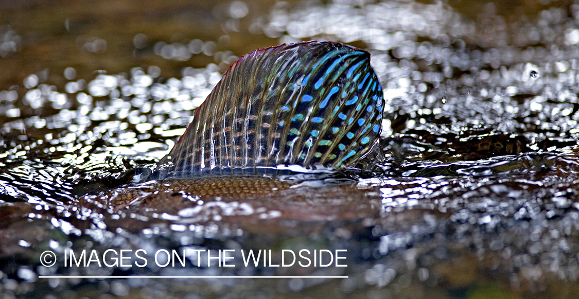 Spawning Grayling. 