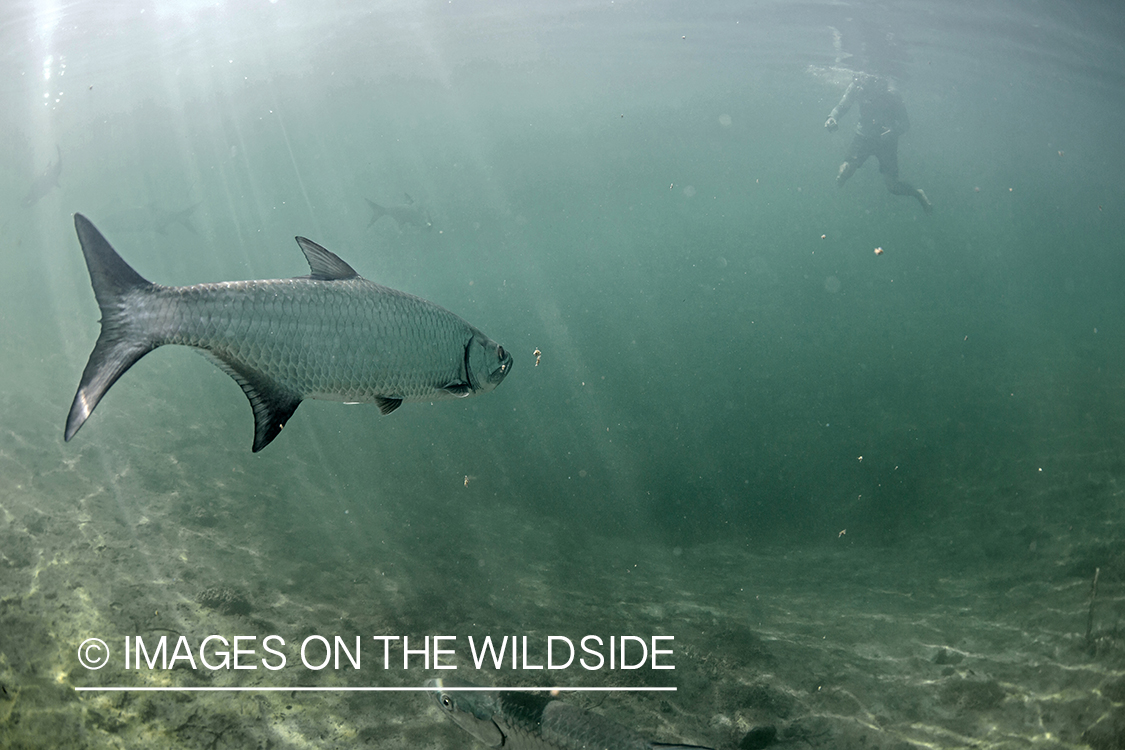 Tarpon underwater.