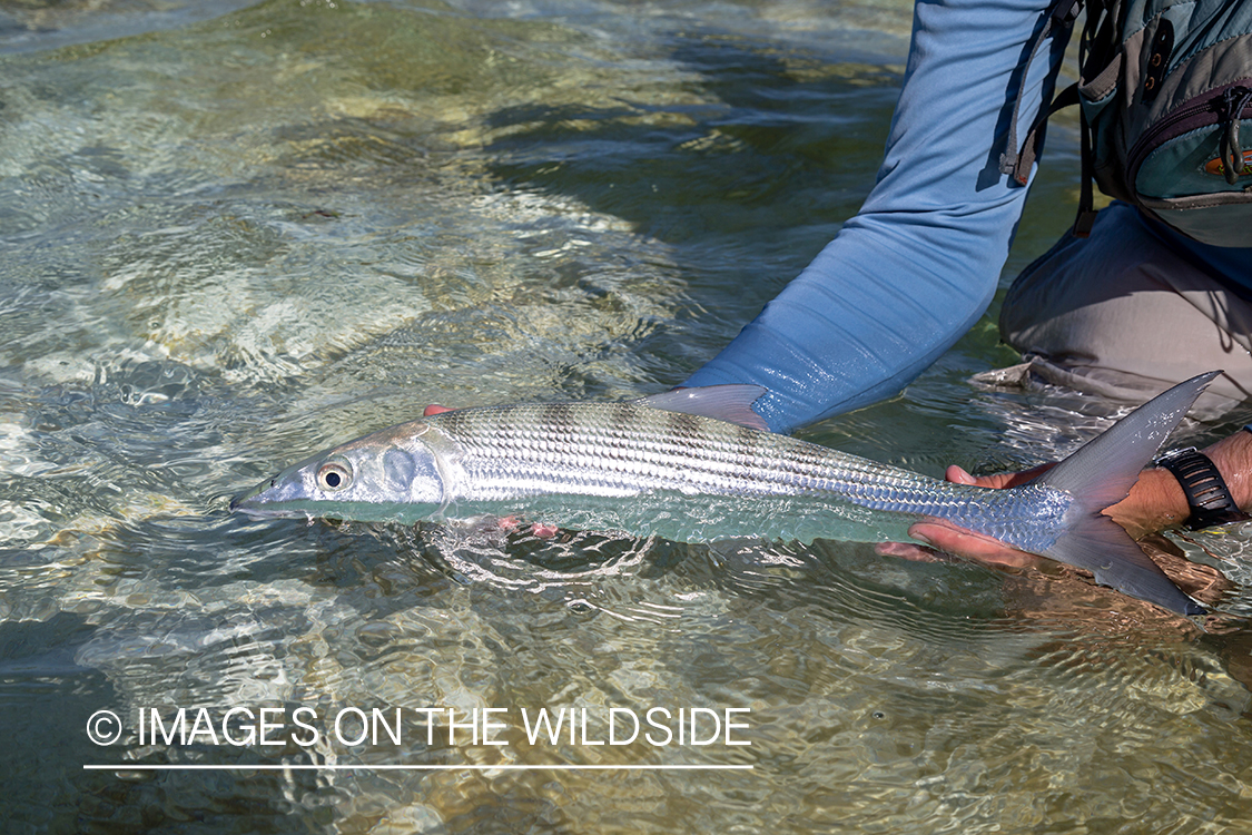 Flyfisherman with bonefish.