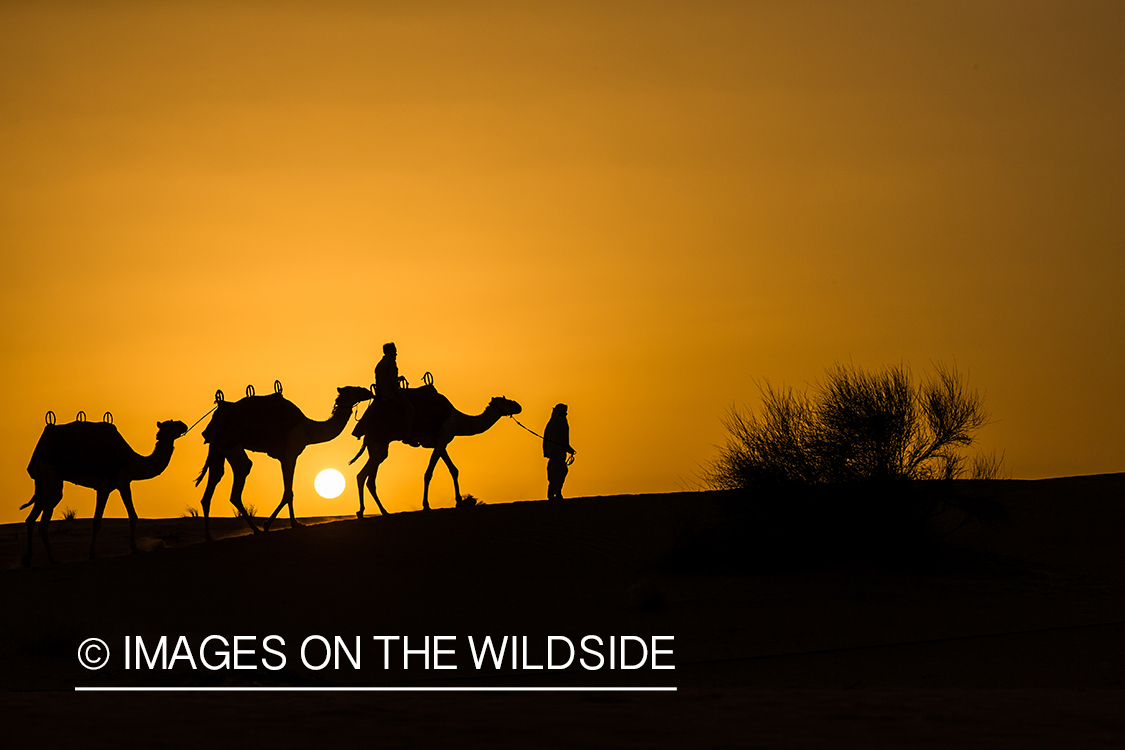 Leading string of camels over sand dunes.