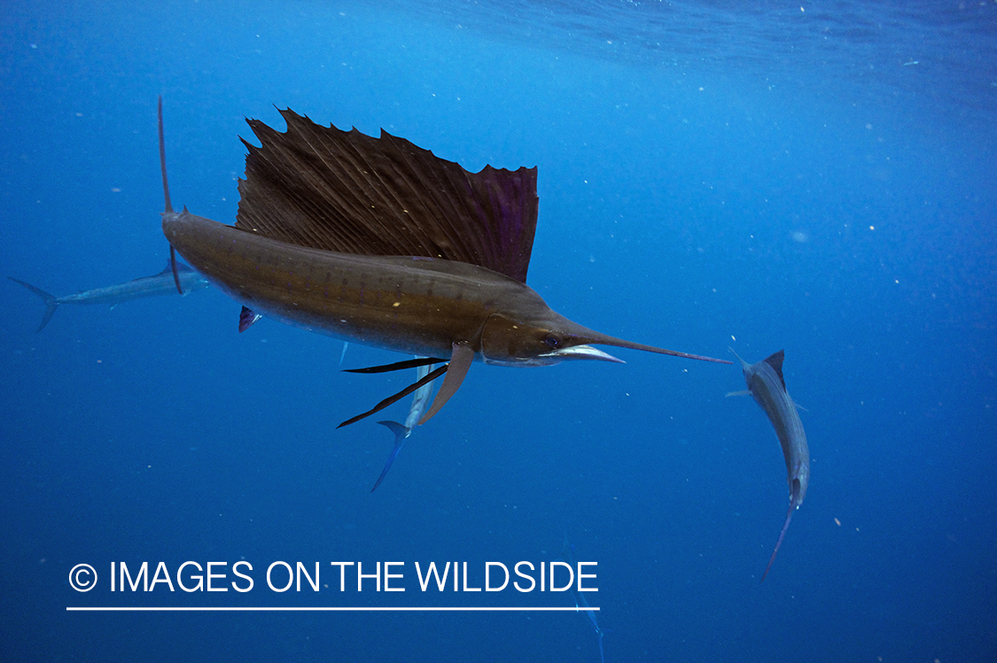 Sailfish attacking school, (bait ball), of bait fish. 