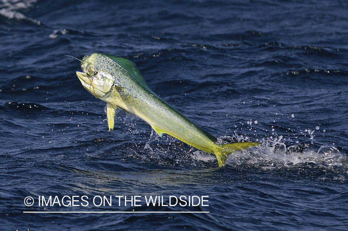 Deep sea fishing with dorado on line.