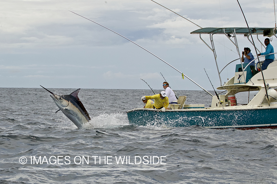 Deep sea fisherman fighting jumping black marlin.
