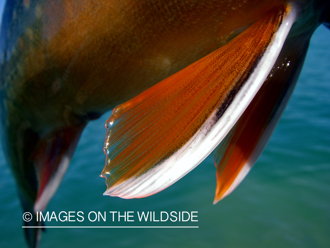 Brook trout fin.