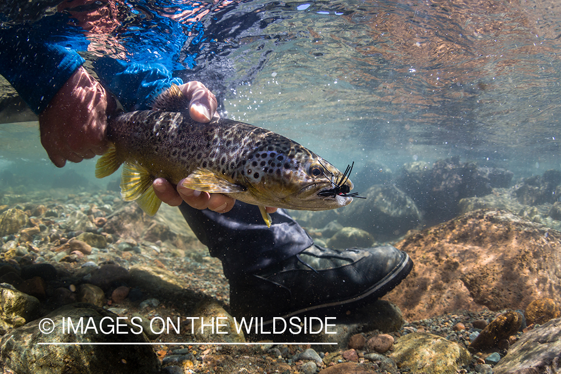 Flyfisherman releasing trout.