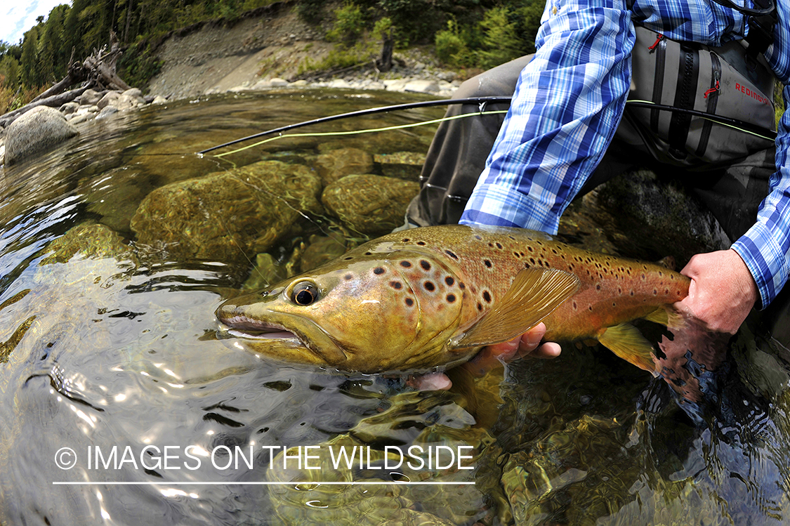 Brown trout in river in chile.