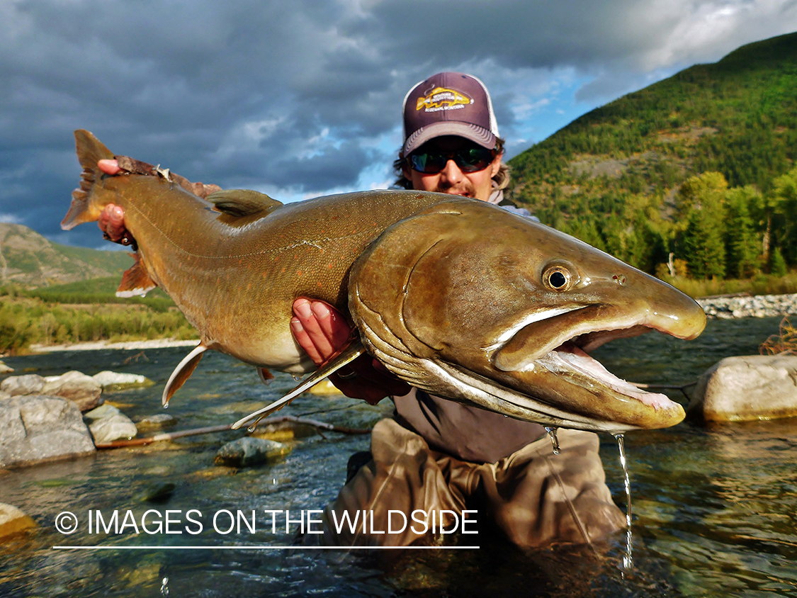 Flyfisherman with bull trout.