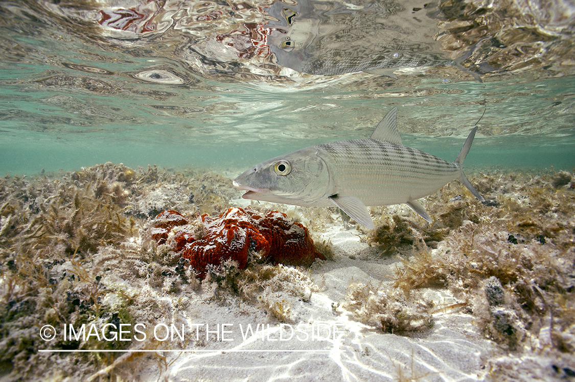 Bonefish in ocean.