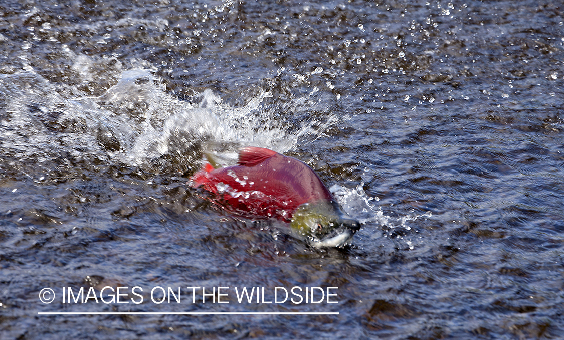 Sockeye Salmon. 