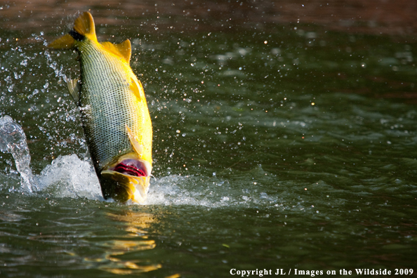 Golden Dorado jumping