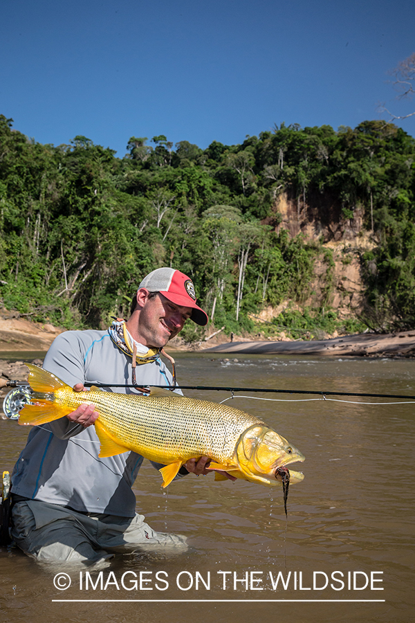 Flyfishing for Golden Dorado in Bolivia.