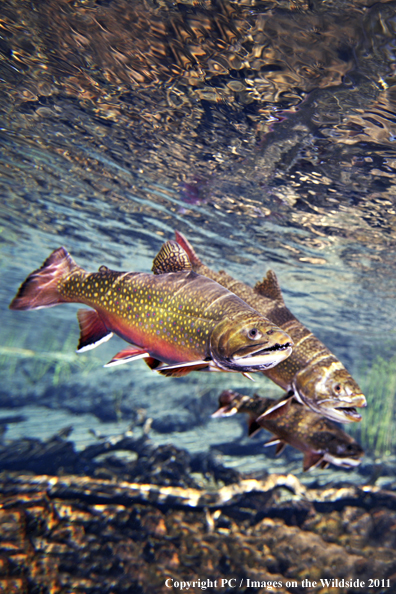 Brook trout, OR. 